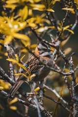 orange bird and yellow leaves