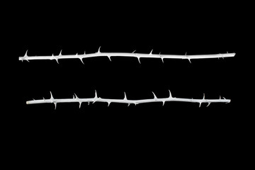 Two white rose branches isolated on a black background.