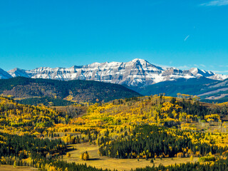 Aerial view of rolling hills covered with golden colored trees in the fall with evergreens, snow covered mountain range and blue sky in the background; Alberta, Canada
