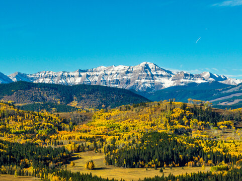 Aerial view of rolling hills covered with golden colored trees in the fall with evergreens, snow covered mountain range and blue sky in the background; Alberta, Canada - Powered by Adobe