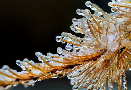 Close-up view of frozen droplets on golden larch needles (Larix); Calgary, Alberta, Canada