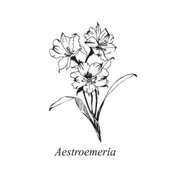 Sketch of a bouquet of aestoemeria flowers on an isolated background. Hand drawn with liner.