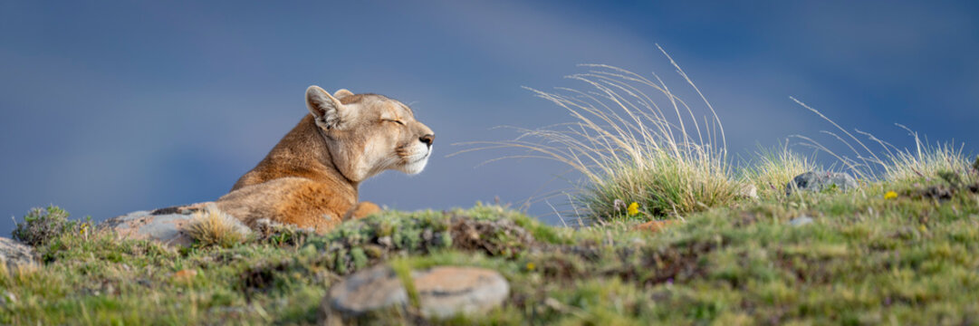 Panorama of puma (Puma concolor) lying squinting on ridge in Torres del Paine National Park; Chile