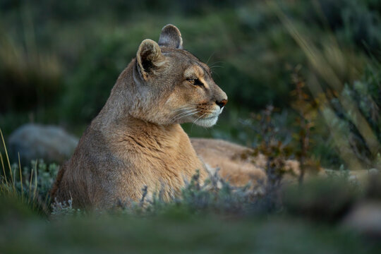 Puma (Puma concolor) lies with catchlight among low bushes in Torres del Paine National Park; Chile