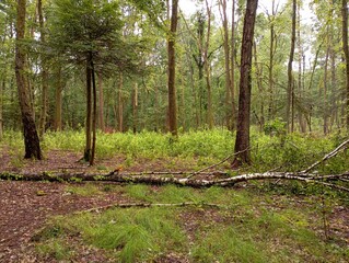 Beautiful forest landscape in green summer mixed forest. Green bright fresh forest and rest in nature.