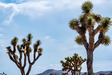 Joshua Trees, cacti, and other succulents and plants as seen on a bright summer day at in sunny...