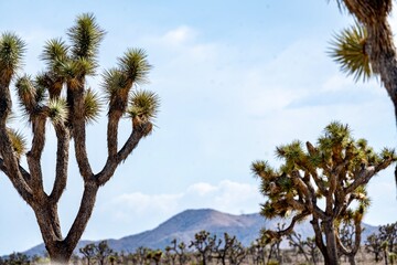 Joshua Trees, cacti, and other succulents and plants as seen on a bright summer day at in sunny...