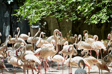 Naklejka premium Flock of Flamingos on field