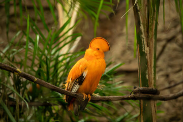 Bright orange bird perched on a branch amidst green foliage