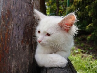 A white kitten lies on a wooden fence and lazily watches what is happening around and basks under the warm summer sun.