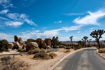 Joshua Trees, cacti, and other succulents and plants as seen on a bright summer day at in sunny Southern California 