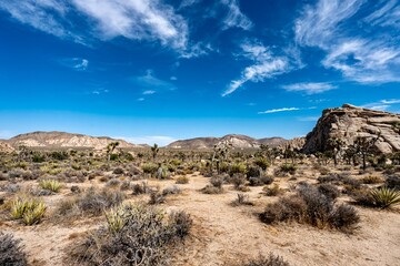 Joshua Trees, cacti, and other succulents and plants as seen on a bright summer day at in sunny Southern California 