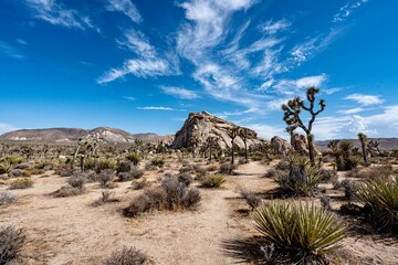 Joshua Trees, cacti, and other succulents and plants as seen on a bright summer day at in sunny...