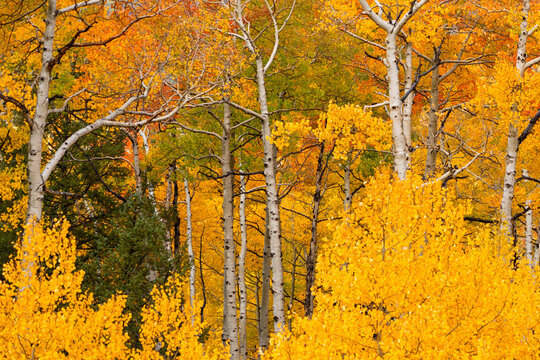 Close-up view of aspen trees (Populus tremuloides) in forest exploding with golden, fall colors in Colorado; Grand Junction, Colorado, United States of America