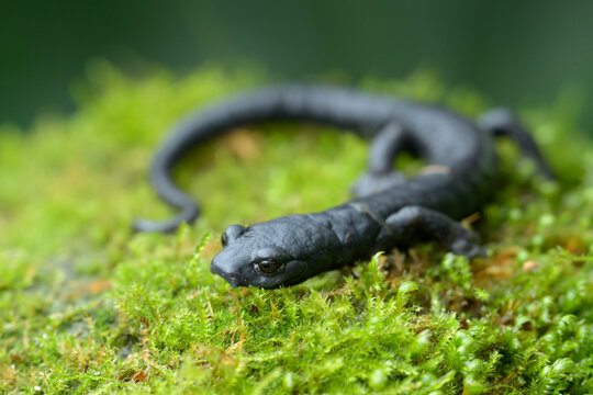 magnificent web-footed salamander from Volcan Baru National Park