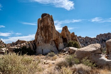 Joshua Trees, cacti, and other succulents and plants as seen on a bright summer day at in sunny...
