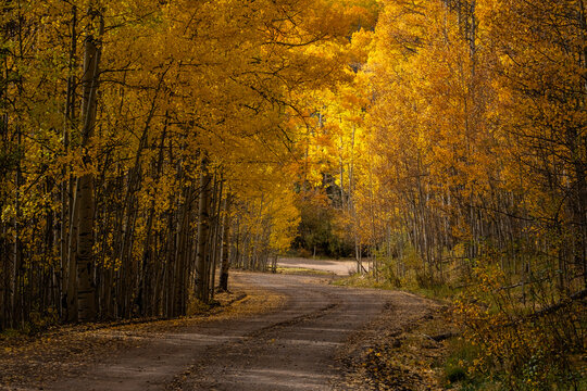 Scenic view of road through fall colored forest of aspen trees (Populus tremuloides) creating a virtual palette of color as the season slowly changes; Colorado, United States of America