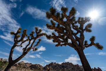 Joshua Trees, cacti, and other succulents and plants as seen on a bright summer day at in sunny Southern California 