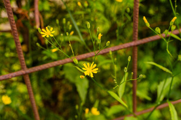 Little yellow flowers growing through a fence