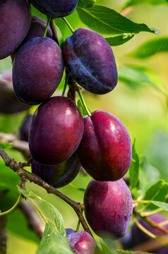 Close-up of purple plums (Prunus cerasifera) on a tree branch; Port Colborne, Ontario, Canada