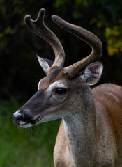 Portrait view of a whitetail deer