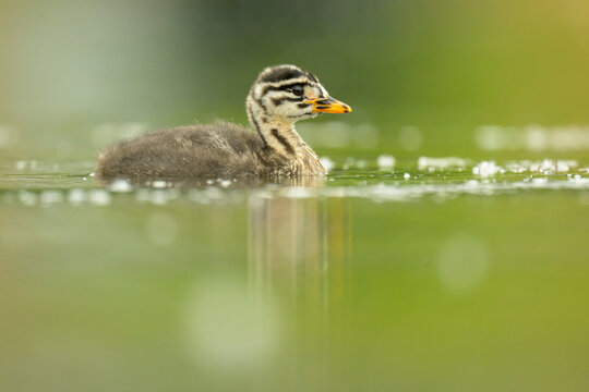 red-necked grebe chick closeup with reflection