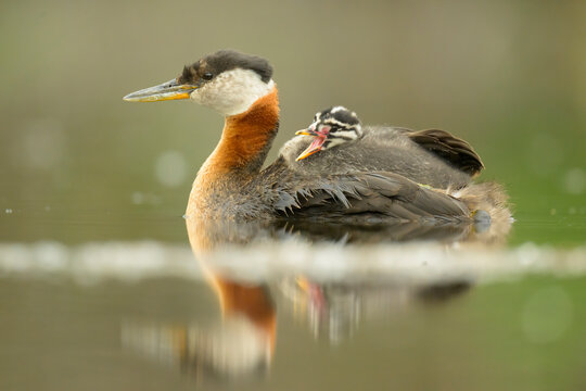 red-necked grebe with chick in water