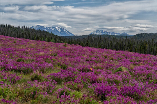 Purple flowers populate the roadside along the Alaska Highway heading north to Alaska; Haines Junction, Yukon, Canada