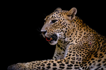 Portrait of jaguar on black background