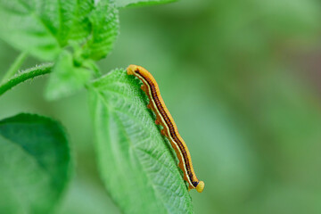 Close-up of caterpillar on leaf