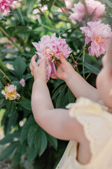 Toddler's hands gently holding a pink peony flower in the garden