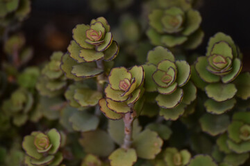 Fototapeta premium Macro view of colorful Sedum spurium plant