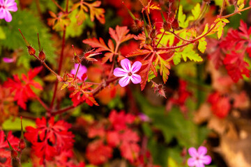 Purple Pink flower in a red green bush
