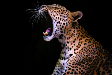 Portrait of jaguar on black background