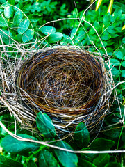 Robins nest made with horse hair in foliage