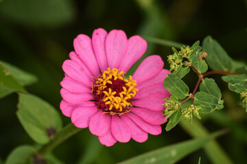 Obraz premium Close-up to Zinnia flower with bright pink petals