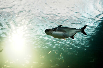 Obraz premium Fresh-water fish in freshwater aquarium, selective focus.