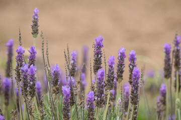 Beautiful Lavender Flowers In Bloom At The Field In Summer