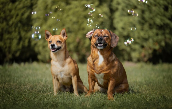 Portrait of dog crossbreeds in nature.