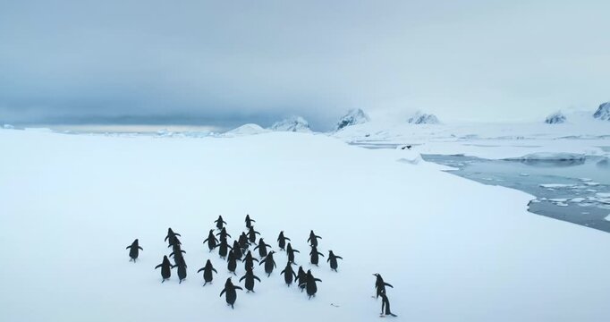 Big group of penguins running Antarctic snowy field. Snow-covered landscape with mountains and polar ocean coast. Sea birds colony migration. Explore wildlife sea birds in Antarctica. Aerial footage