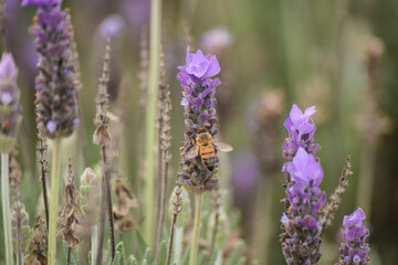 Close-up of honey bee on Lavender Flowers In Bloom At The Field