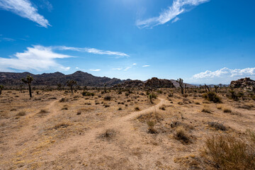 Joshua Trees, cacti, and other succulents and plants as seen on a bright summer day at in sunny Southern California 