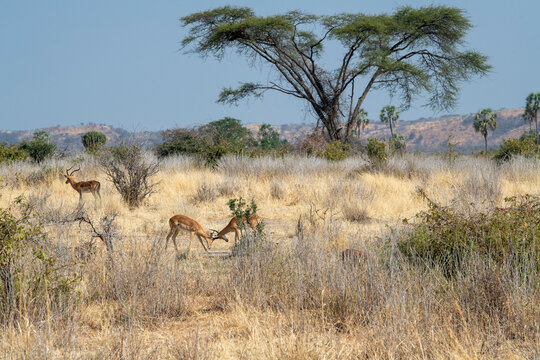Male Impalas (Aepyceros melampus) sparring with each other in Ruaha National Park, Tanzania; Tanzania