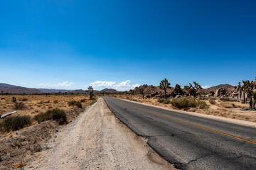 Joshua Trees, cacti, and other succulents and plants as seen on a bright summer day at in sunny Southern California 