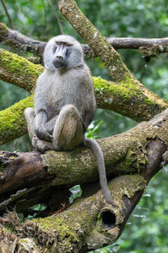 Portrait of a male Olive Baboon (Papio anubis) sitting on a large tree branch in Arusha National Park; Tanzania