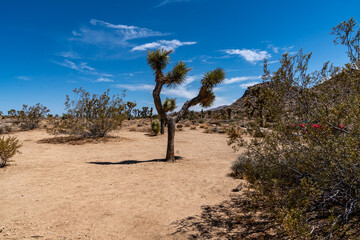 Joshua Trees, cacti, and other succulents and plants as seen on a bright summer day at in sunny...