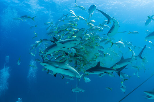 Sharks and fish circle in a feeding frenzy in the Caribbean Sea