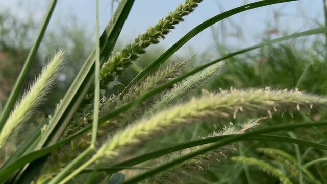 green grass during day time .
