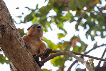 Western red colobus (Piliocolobus badius), male on the tree calling the female in mating season in Bijilo park in Gambia (Africa)