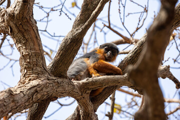 Western red colobus (Piliocolobus badius), resting in Bijilo Park in The Gambia (Africa)